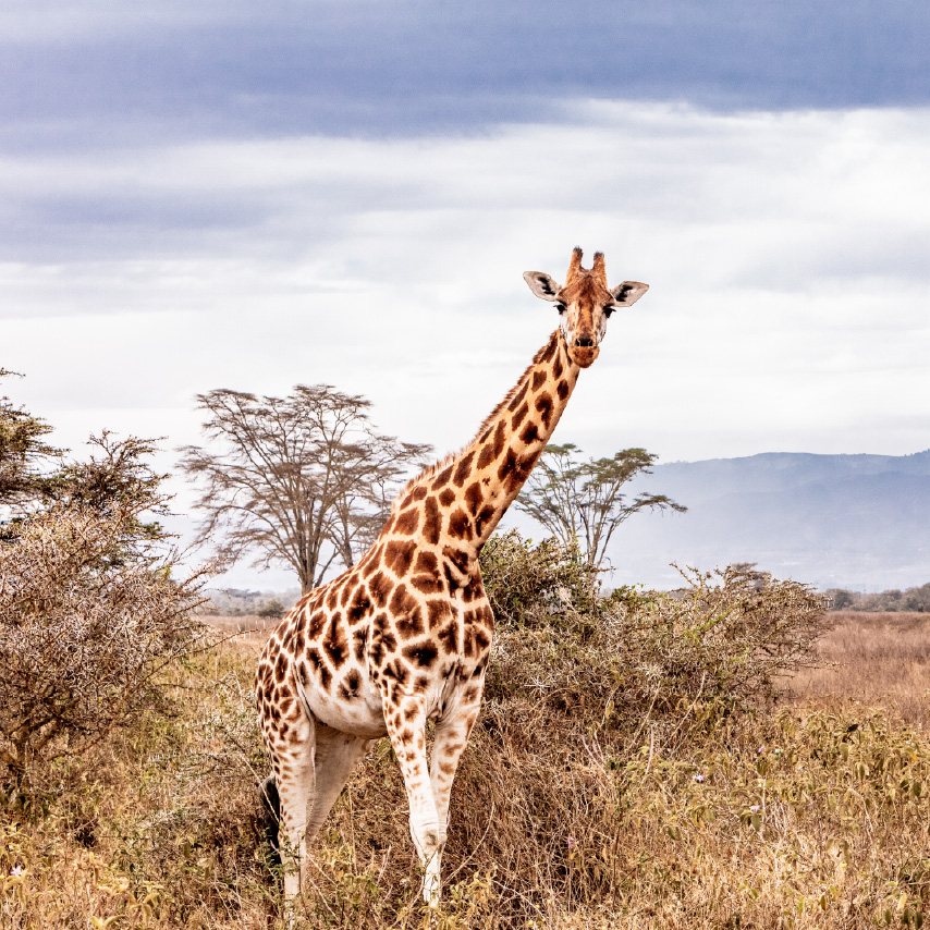 الحياة البرية